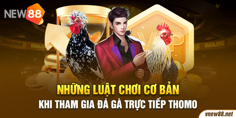 Những luật chơi cơ bản khi tham gia đá gà trực tiếp Thomo