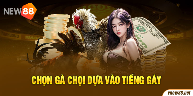 Chọn gà chọi dựa vào tiếng gáy