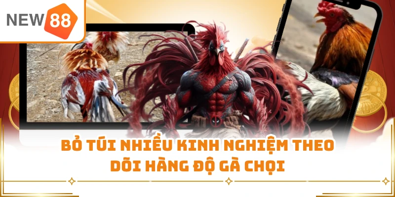 Bỏ túi nhiều kinh nghiệm theo dõi hàng độ gà chọi