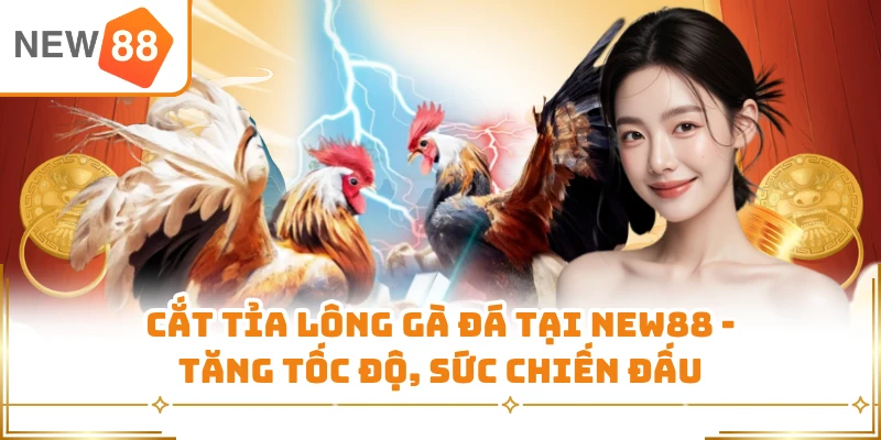 Cắt Tỉa Lông Gà Đá Tại New88 - Tăng Tốc Độ, Sức Chiến Đấu