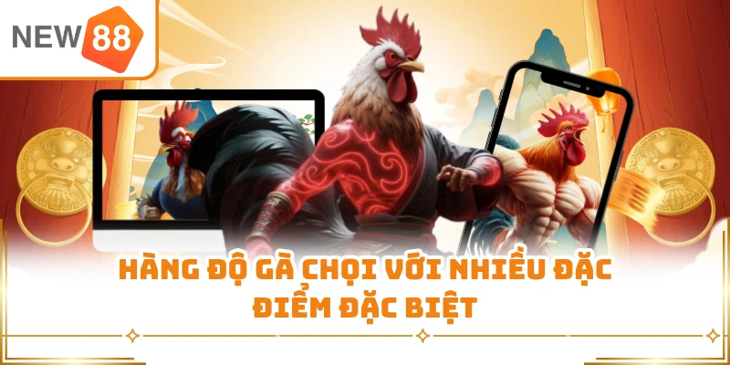 Hàng độ gà chọi với nhiều đặc điểm đặc biệt