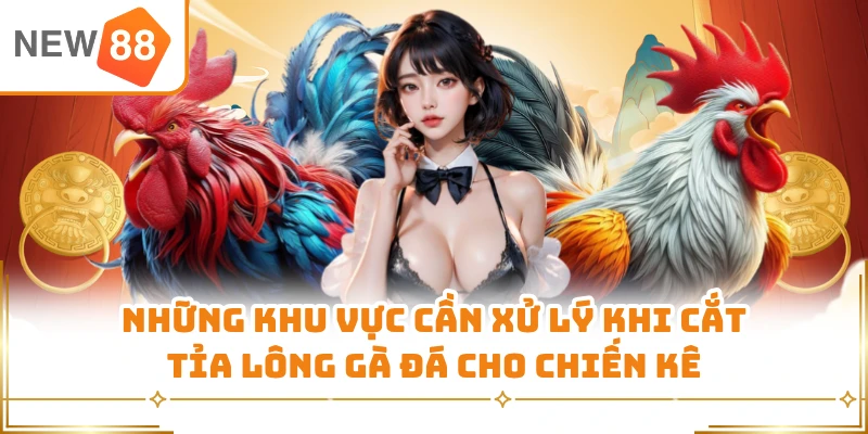 Những khu vực cần xử lý khi cắt tỉa lông gà đá cho chiến kê