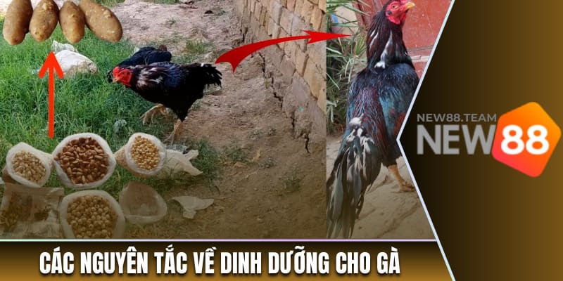 Các nguyên tắc về dinh dưỡng cho gà