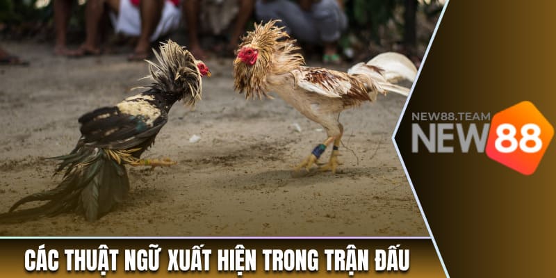 Các thuật ngữ hay gặp trong trận đấu gà