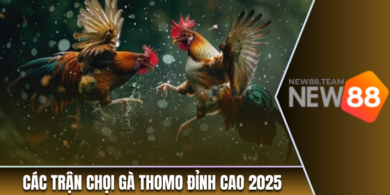 Các trận chọi gà Thomo đỉnh cao nhất 2025