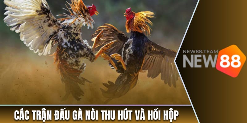 Các trận đấu gà nòi thu hút và hồi hộp
