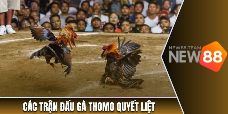 Các trận đấu gà Thomo nảy lửa