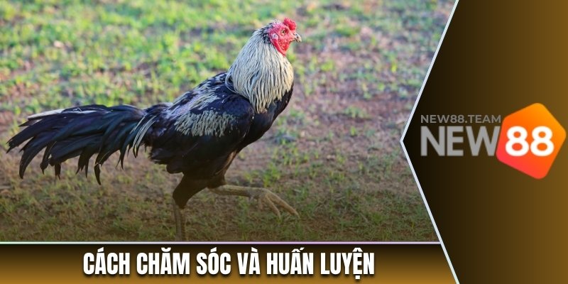 Cách chăm sóc và huấn luyện