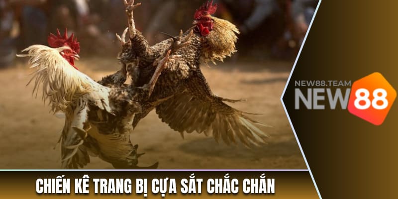 Chiến kê trang bị cựa sắt chắc chắn