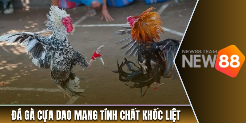 Đá gà cựa dao mang tính chất khốc liệt