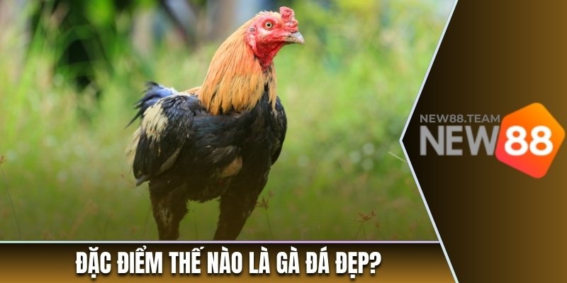 Đặc điểm thế nào là gà đá đẹp?
