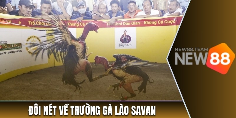 Đôi nét về trường gà Lào Savan