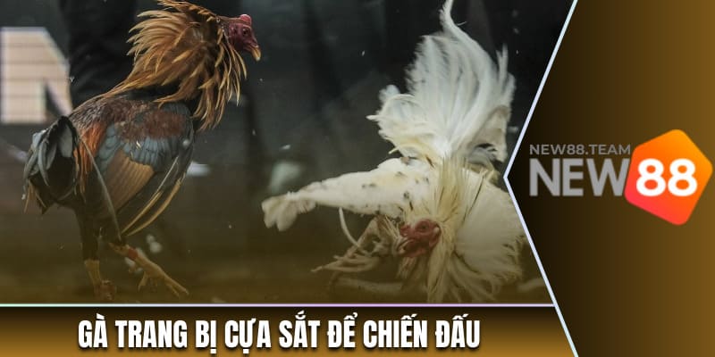 Gà trang bị cựa sắt để chiến đấu