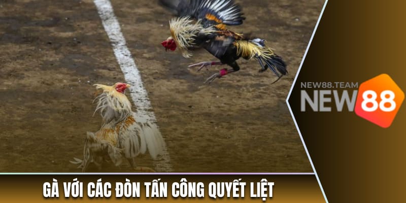 Gà với các đòn tấn công quyết liệt