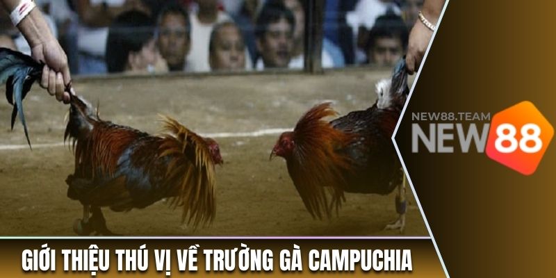 Giới thiệu thú vị về trường gà Campuchia