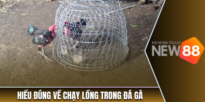 Hiểu đúng về chạy lồng trong đá gà