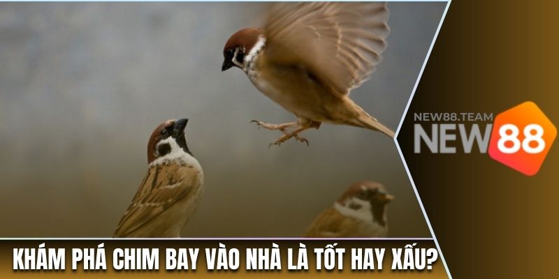 Khám phá chim bay vào nhà là tốt hay xấu?