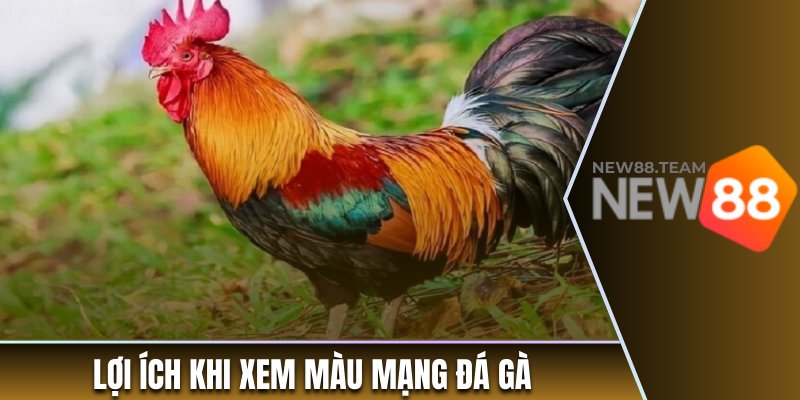 Lợi ích khi xem màu mạng đá gà