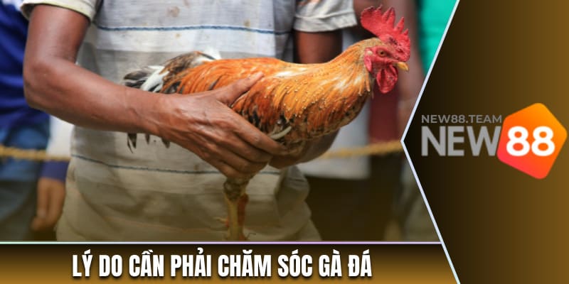 Lý do cần phải chăm sóc gà đá