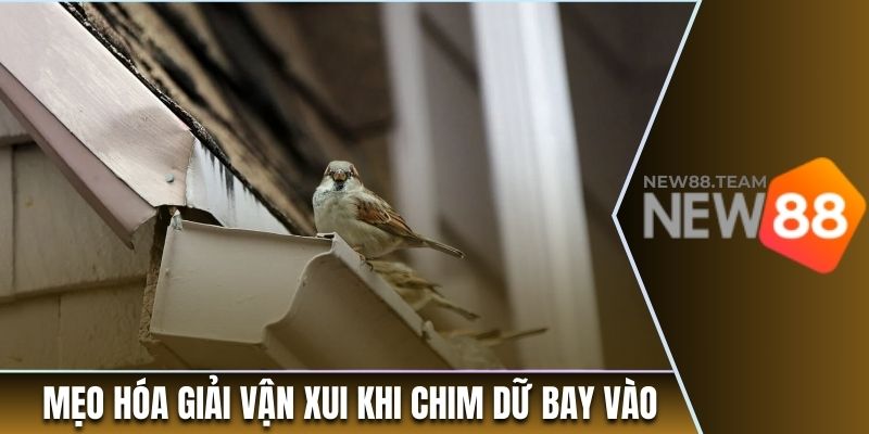 Mẹo hóa giải vận xui khi chim dữ bay vào