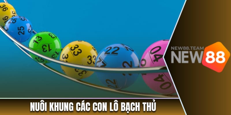 Nuôi khung các con lô bạch thủ