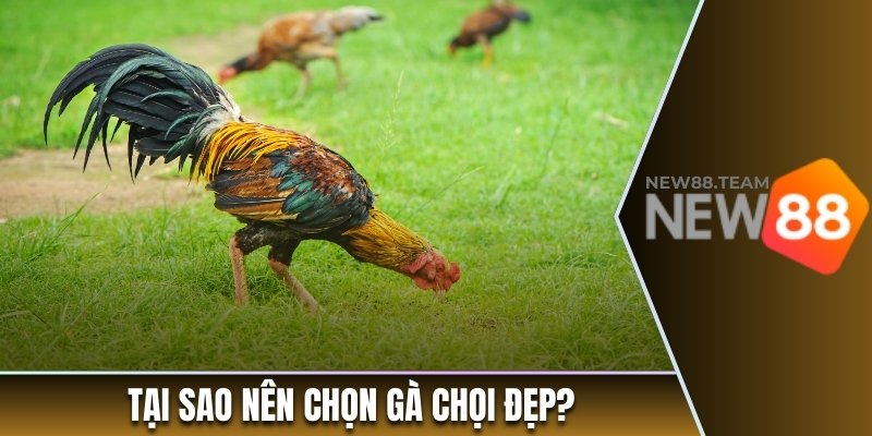 Tại sao nên chọn gà chọi đẹp?