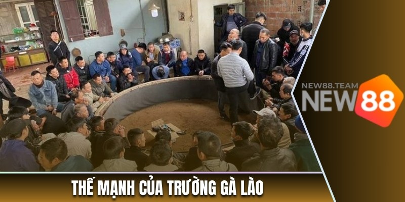 Thế mạnh của trường gà Lào