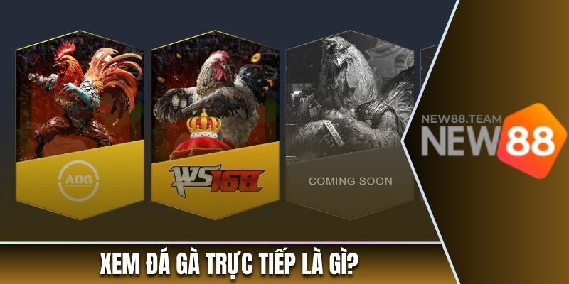Xem đá gà trực tiếp là gì?